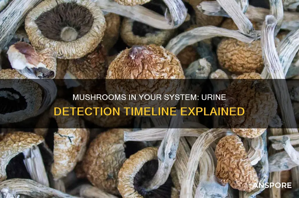 how long does mushrooms last in your system urine