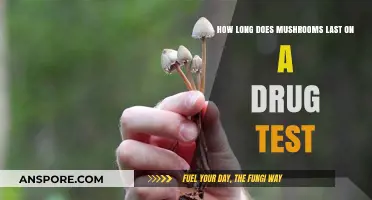 How Long Do Mushrooms Stay Detectable in Drug Tests?