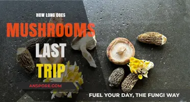 How Long Does a Mushroom Trip Last? A Comprehensive Guide