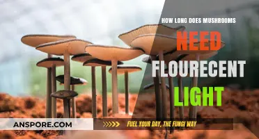 Optimal Mushroom Growth: Fluorescent Light Duration Explained