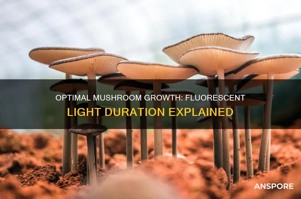 how long does mushrooms need flourecent light