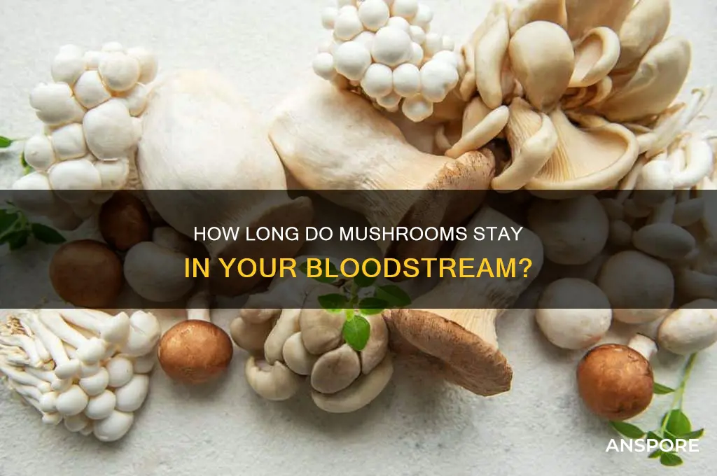 how long does mushrooms stay in blood