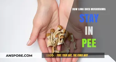 How Long Do Mushrooms Stay Detectable in Urine?
