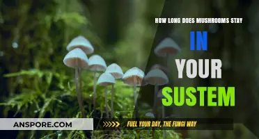 How Long Do Mushrooms Stay in Your System? A Complete Guide