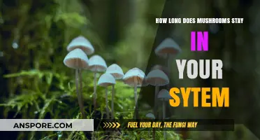 How Long Do Mushrooms Stay in Your System? A Complete Guide