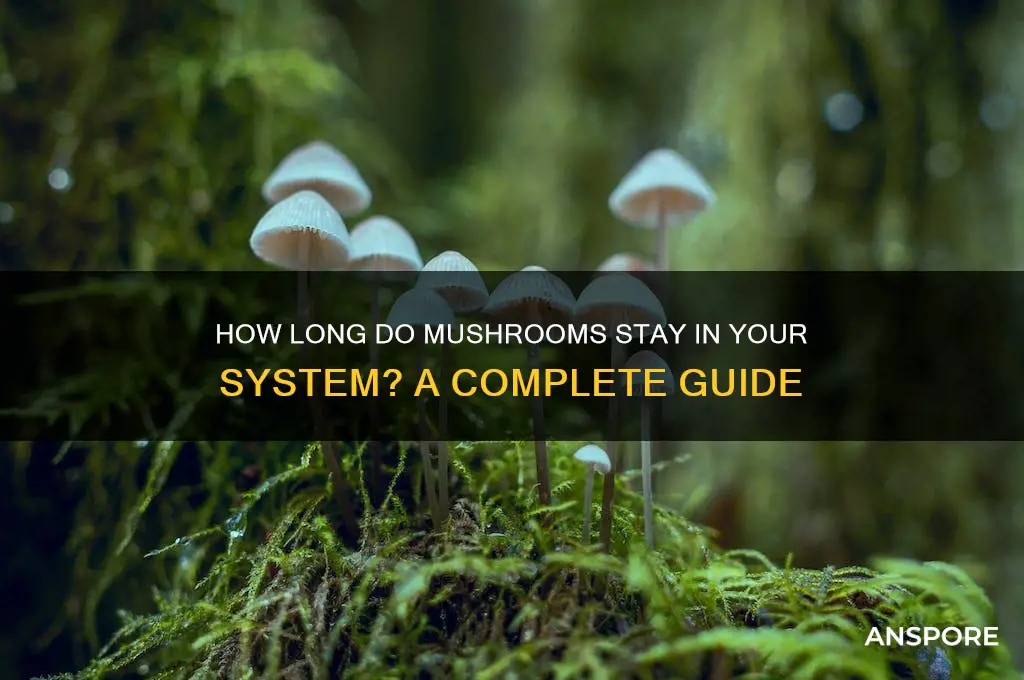 how long does mushrooms stay in your sytem
