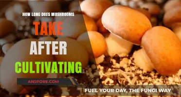 Mushroom Cultivation Timeline: From Spawn to Harvest Explained