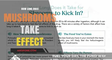 How Long Do Mushrooms Take to Kick In? A Guide