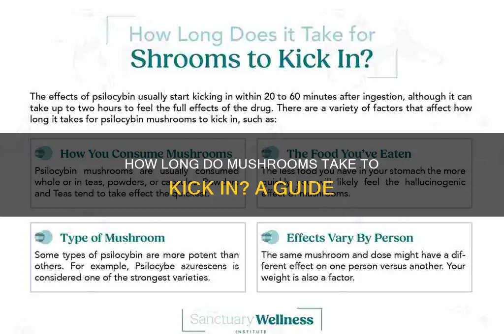 how long does mushrooms take effect
