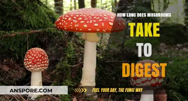Mushroom Digestion Time: How Long Does Your Body Take?