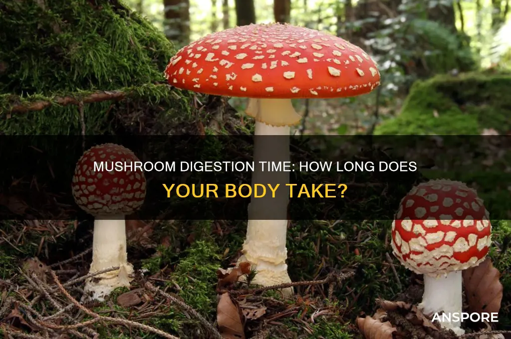 how long does mushrooms take to digest