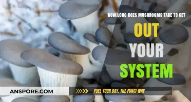 How Long Do Mushrooms Stay in Your System? A Guide