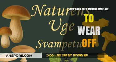 How Long Do Mushroom Effects Last and When Do They Wear Off?