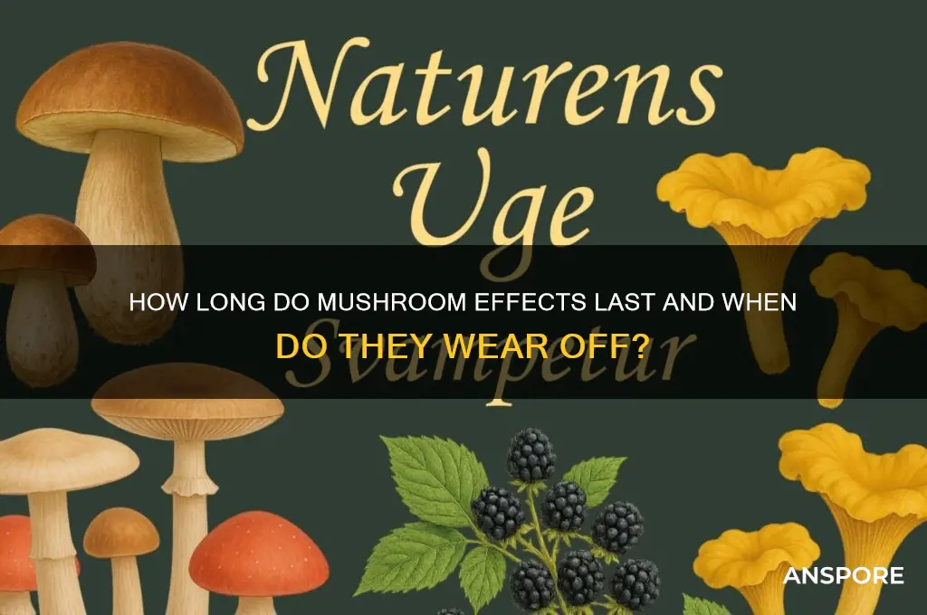 how long does mushrooms take to wear off
