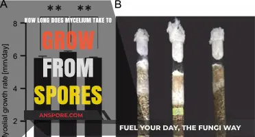 Mycelium Growth Timeline: From Spores to Fruiting Bodies Explained
