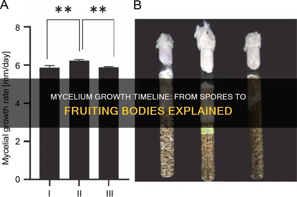 how long does mycelium take to grow from spores