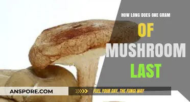 How Long Does One Gram of Mushrooms Last: A Quick Guide
