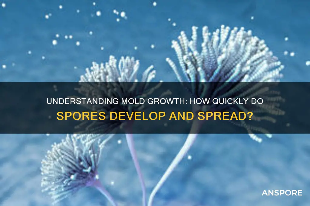 how long does ot take mold spores to grow