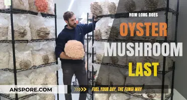 Oyster Mushroom Shelf Life: Freshness, Storage Tips, and Expiration Guide