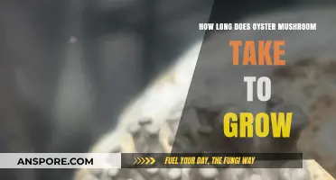 Oyster Mushroom Growth Timeline: From Spawn to Harvest Explained