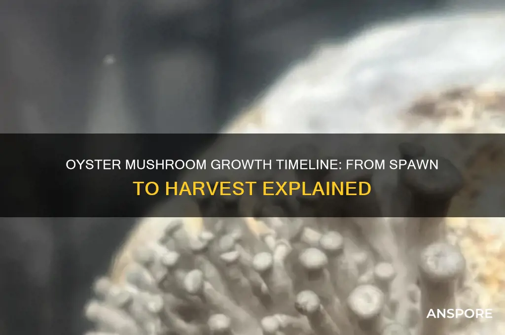 how long does oyster mushroom take to grow