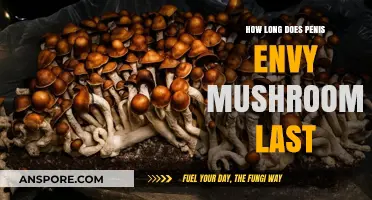 Penis Envy Mushrooms Duration: Effects, Timeline, and What to Expect