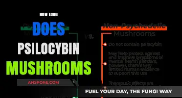 Psilocybin Mushrooms: Duration, Effects, and What to Expect