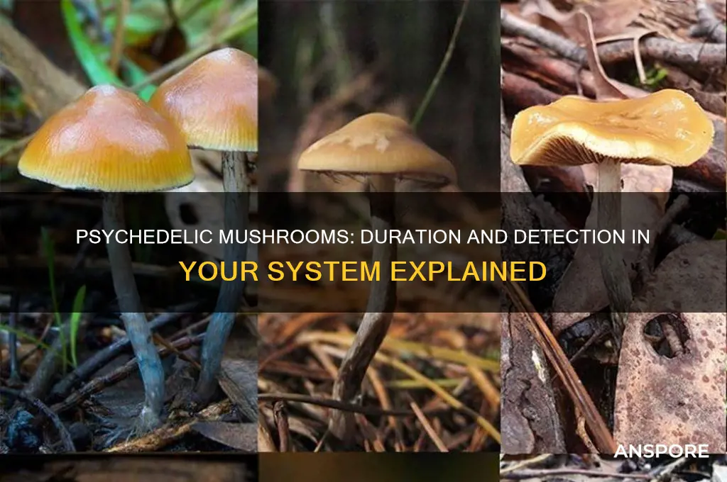 how long does psychedelic mushrooms last in your system