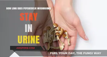 How Long Do Psychedelic Mushrooms Stay Detectable in Urine?