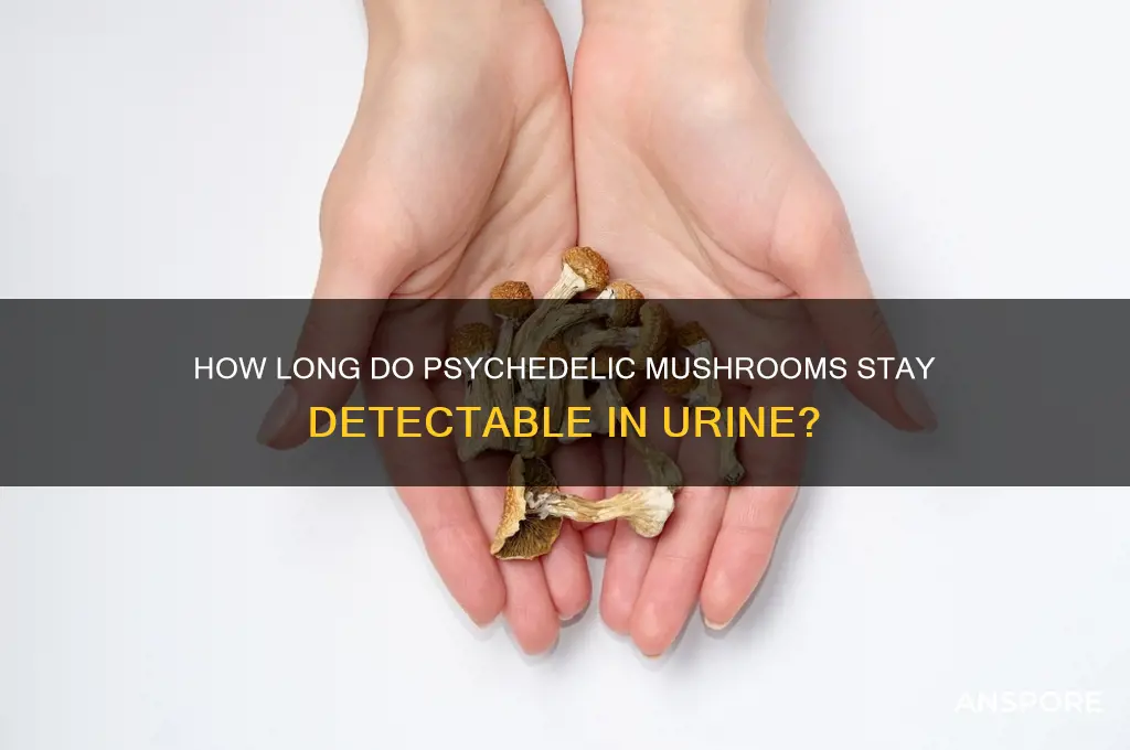 how long does psychedelic mushrooms stay in urine