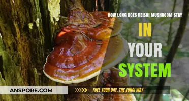 Reishi Mushroom Duration: How Long It Stays in Your System
