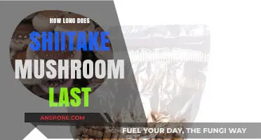 Shiitake Mushroom Shelf Life: Storage Tips for Freshness and Longevity