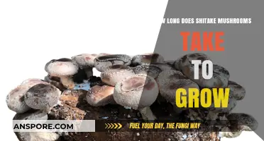 Shiitake Mushroom Growth Timeline: From Spawn to Harvest Explained