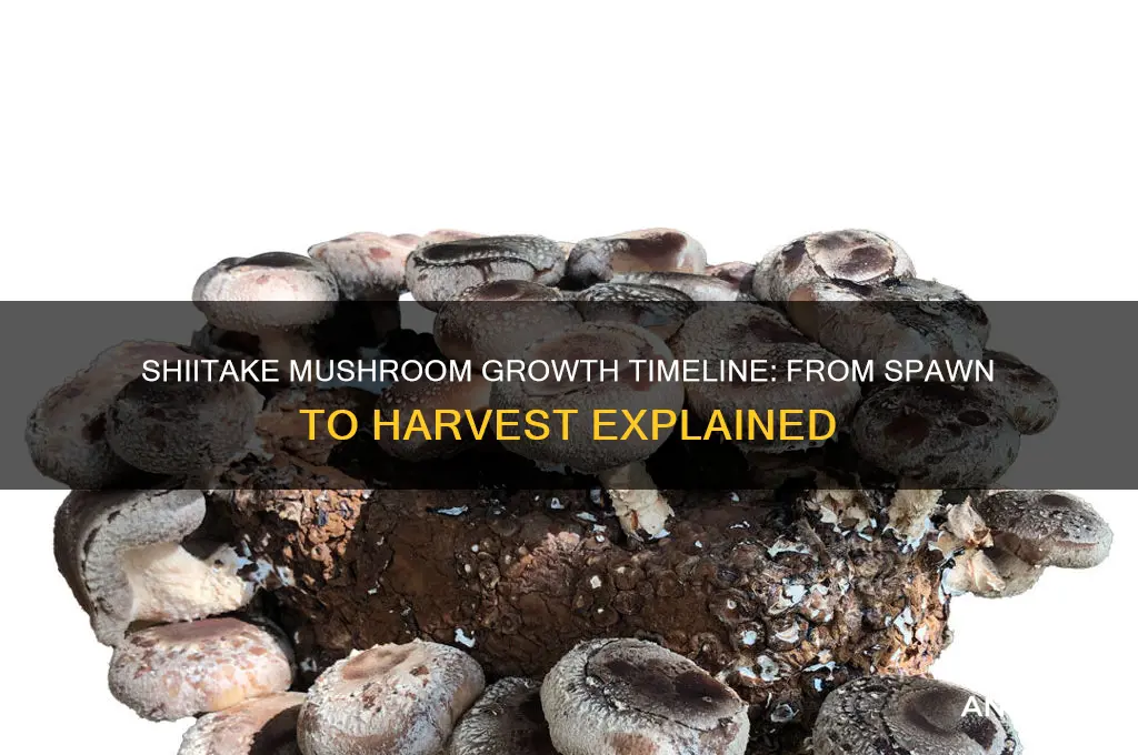 how long does shitake mushrooms take to grow