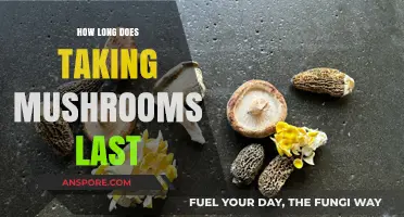 How Long Does a Mushroom Trip Last? A Comprehensive Guide