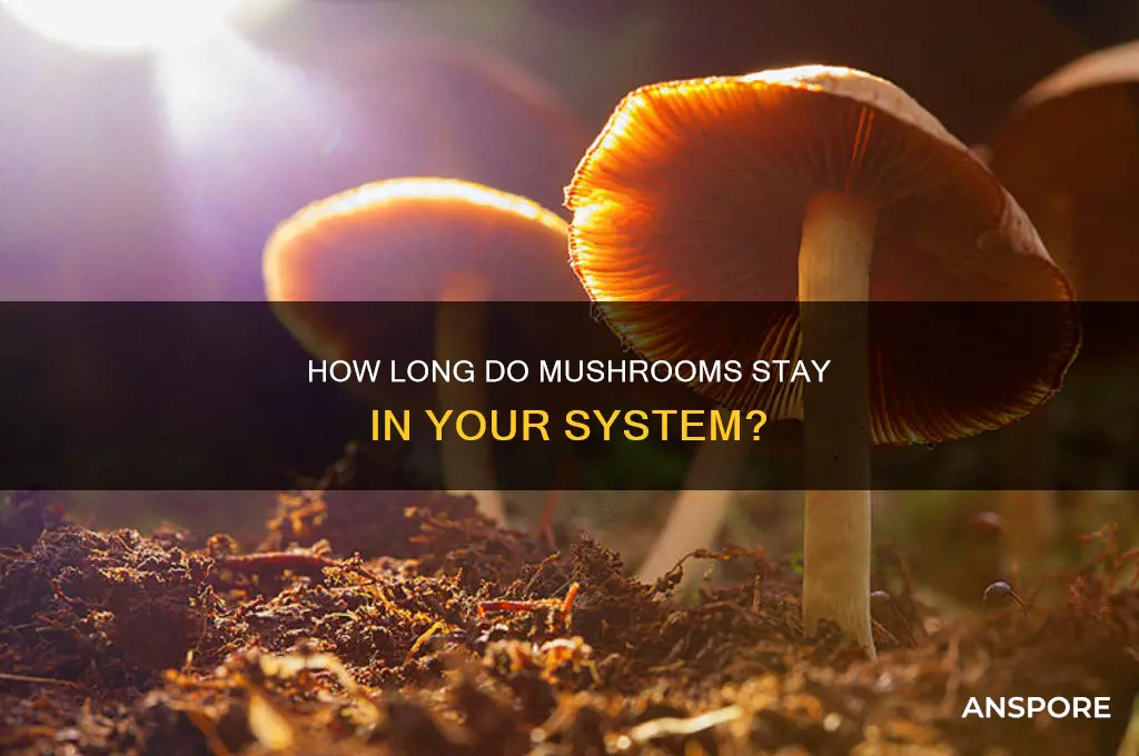 how long does the drug mushrooms stay in your system