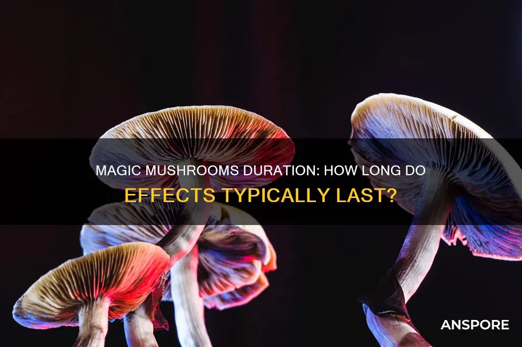 how long does the effect of magic mushrooms last