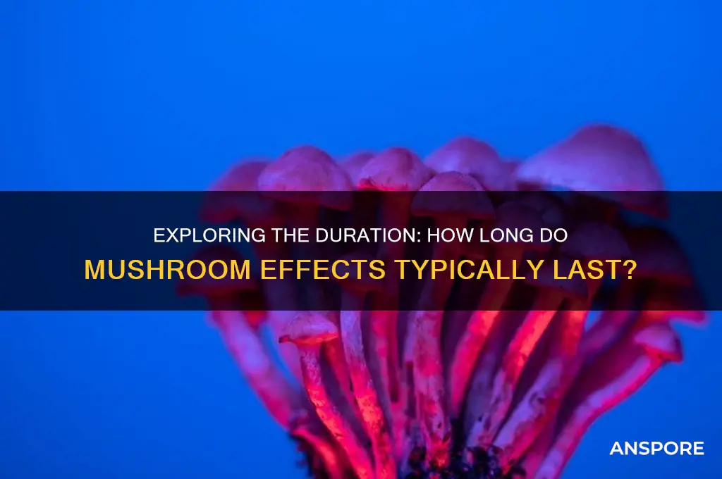 how long does the effect of mushrooms last