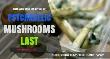 Psychedelic Mushrooms: Duration of Effects and What to Expect