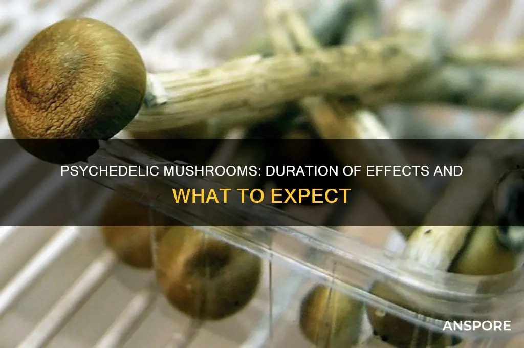 how long does the effect of psychadelic mushrooms last
