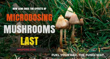 Microdosing Mushrooms: Duration of Effects and What to Expect