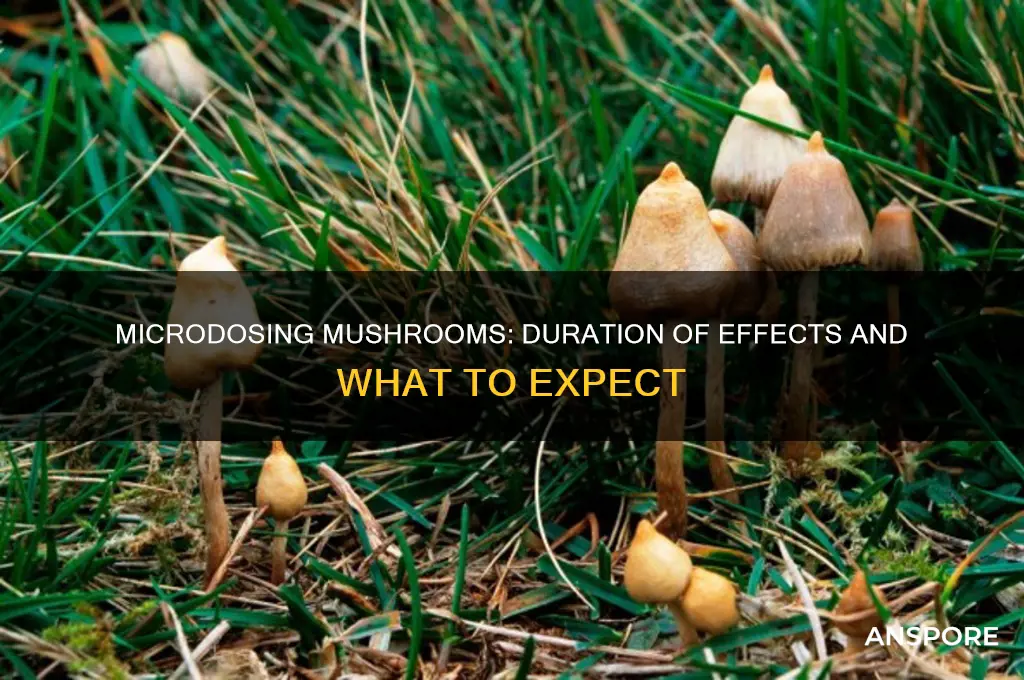how long does the effects of microdosing mushrooms last