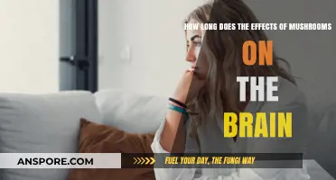 Exploring the Duration of Mushrooms' Effects on Brain Function