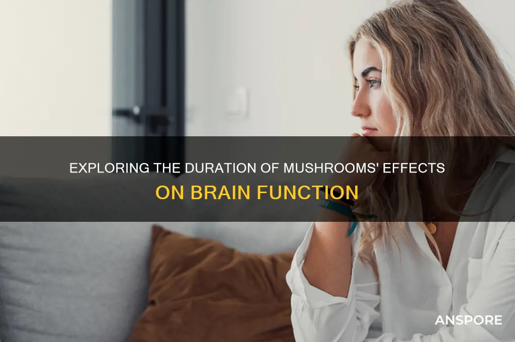 how long does the effects of mushrooms on the brain
