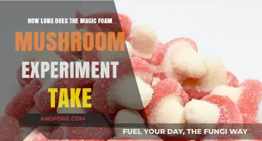 Magic Foam Mushroom Experiment: Timeframe for Fascinating Results Revealed