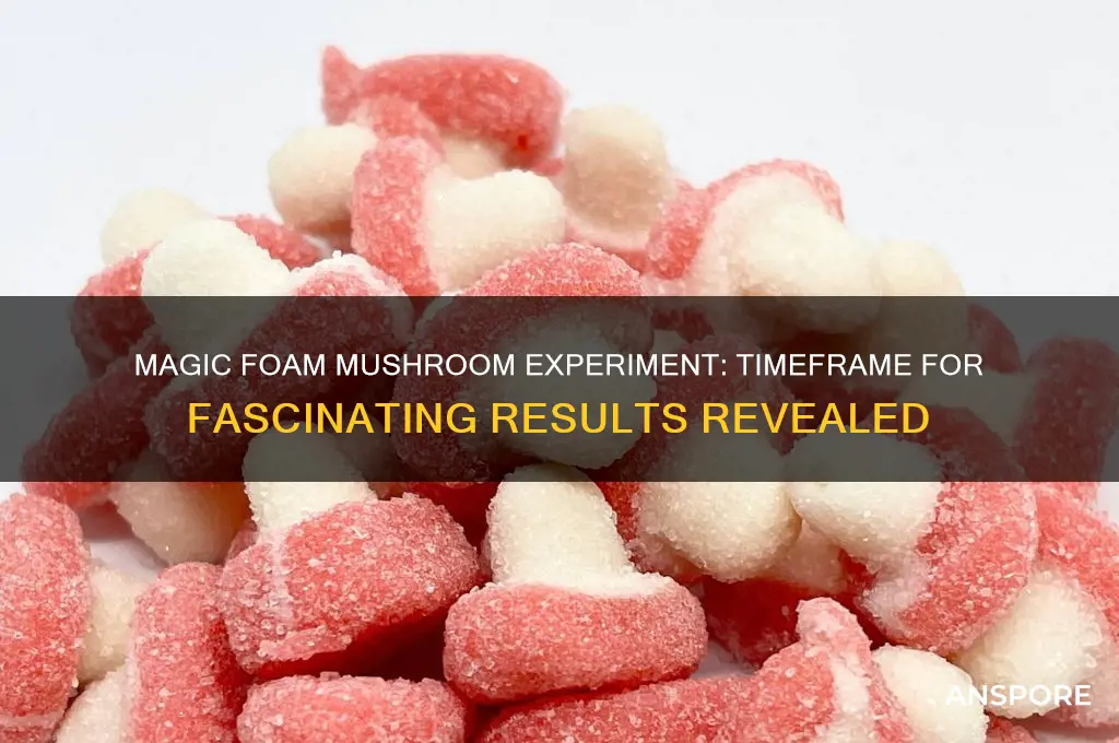how long does the magic foam mushroom experiment take
