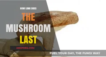 How Long Do Mushrooms Last: Storage Tips and Shelf Life Guide