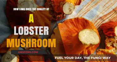 Lobster Mushroom Quality: How Long Does Freshness and Flavor Last?
