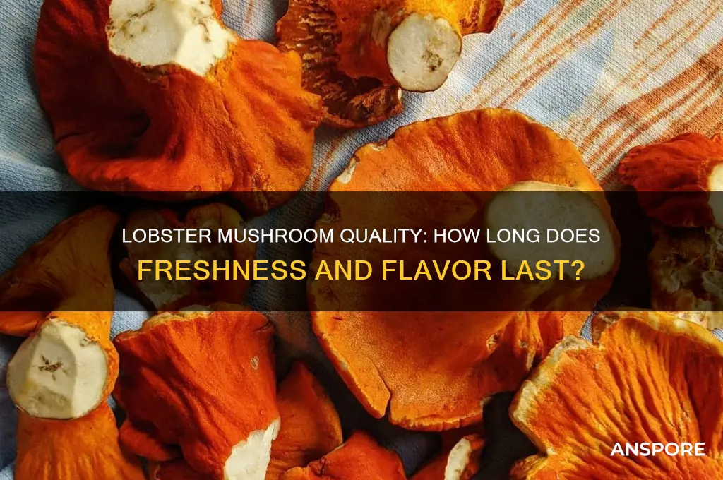 how long does the quality of a lobster mushroom