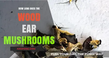 Wood Ear Mushrooms Lifespan: Growth, Harvesting, and Storage Tips